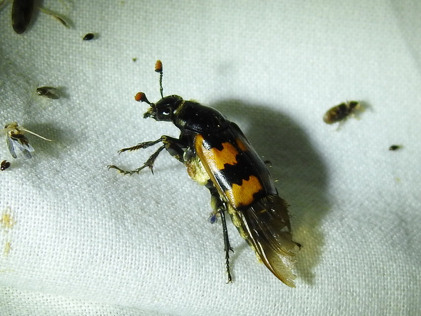 Nicrophorus vespillo - közönséges temetőbogár