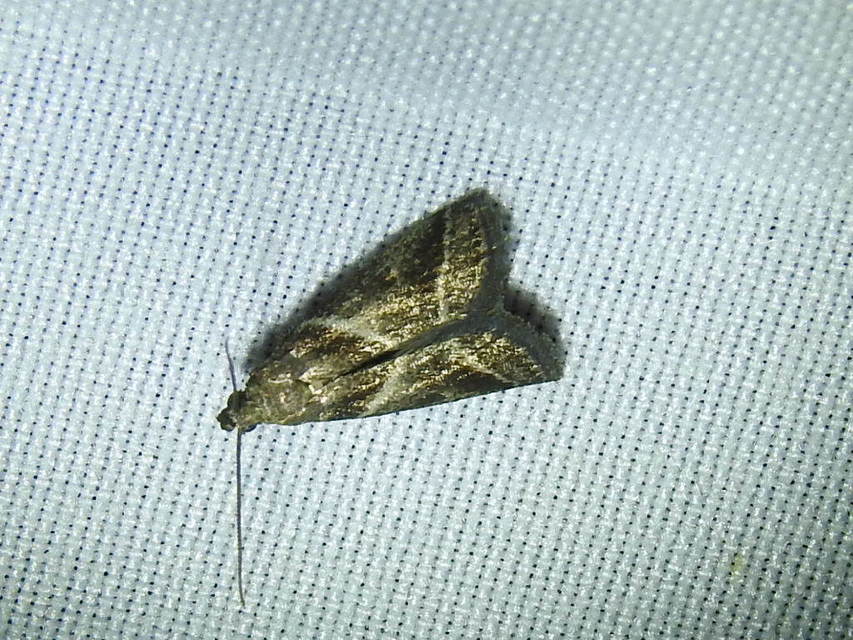 Nyctegretis