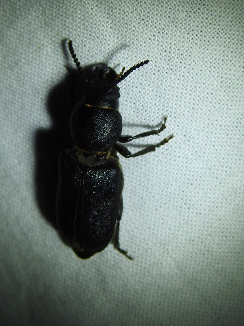 Spondylis buprestoides - erdei félcincér