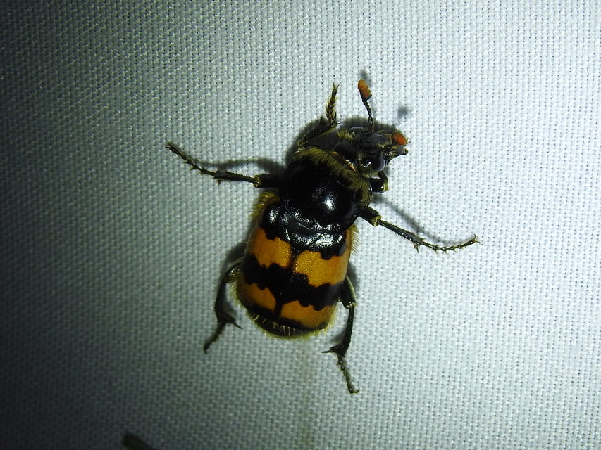 Nicrophorus vespillo - közönséges temetőbogár