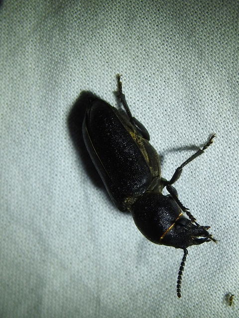 Spondylis buprestoides - erdei félcincér