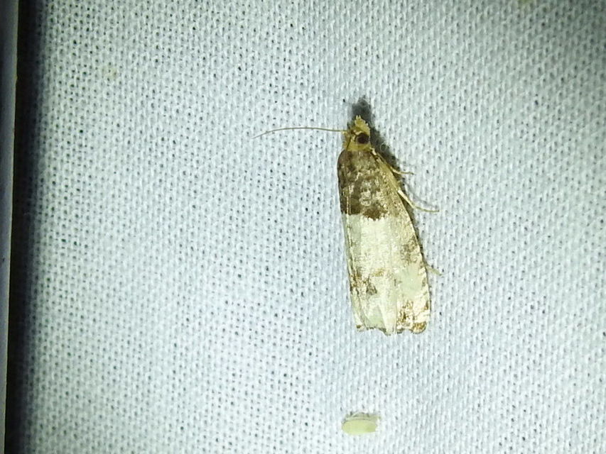 Notocelia roborana - rózsarügy-tükrösmoly