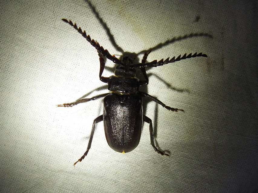 Prionus coriarius - csőszcincér