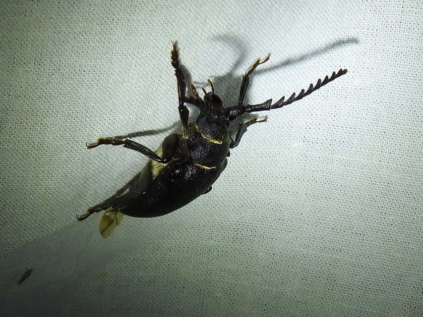 Prionus coriarius - csőszcincér