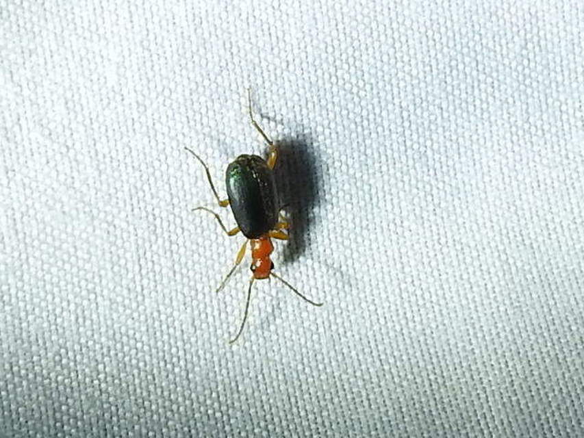 Brachinus