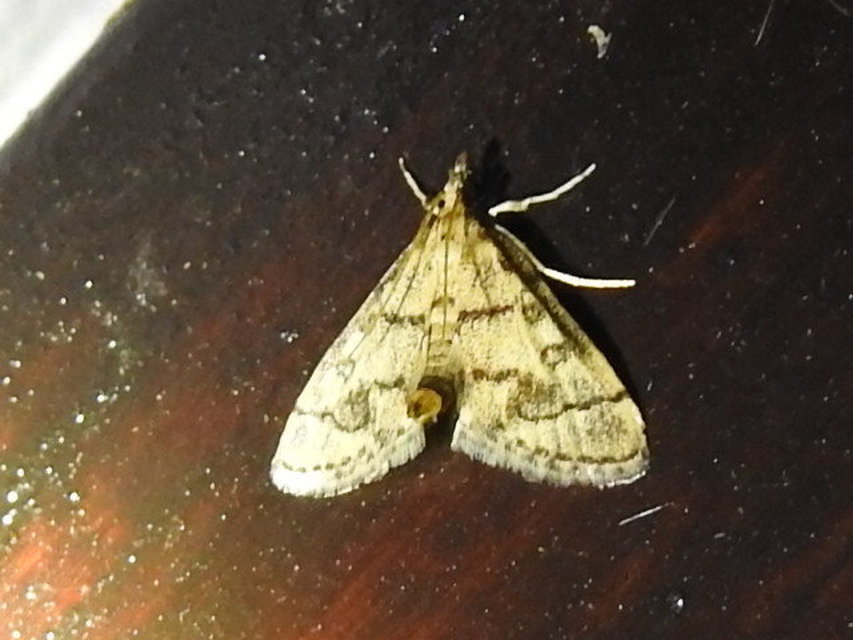 Metasia ophialis - kígyósávos tűzmoly