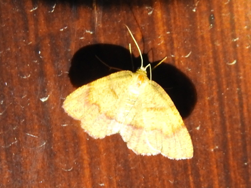 Plagodis pulveraria - szemcsés araszoló