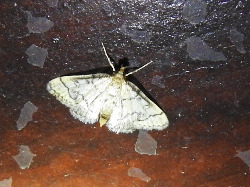 Metasia ophialis - kígyósávos tűzmoly