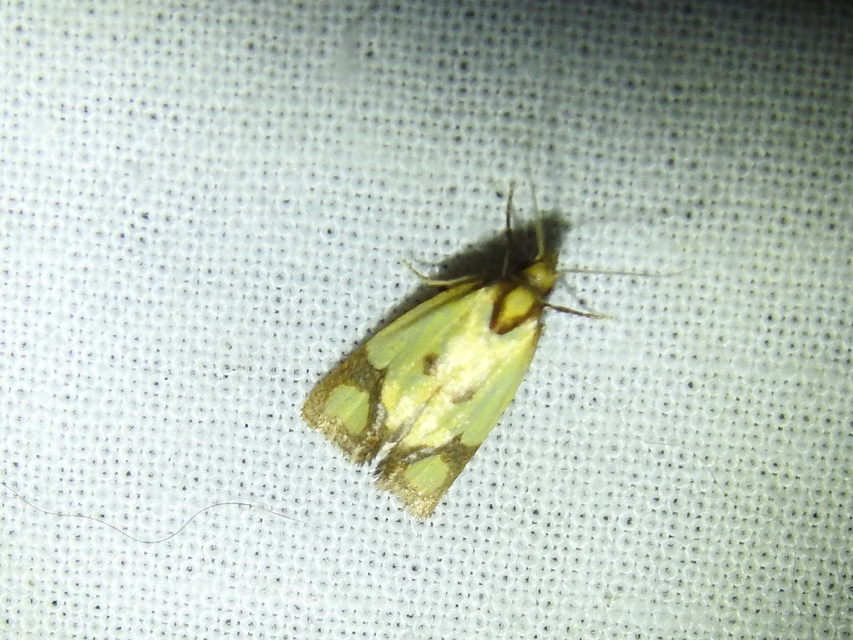 Agapeta zoegana - barnacsíkos sárgamoly