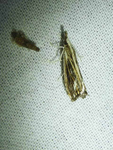 Catoptria verellus - kormos fűgyökérmoly