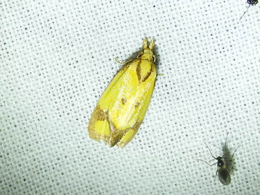 Agapeta zoegana - barnacsíkos sárgamoly