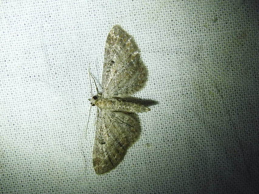 Eupithecia millefoliata - cickafark-törpearaszoló