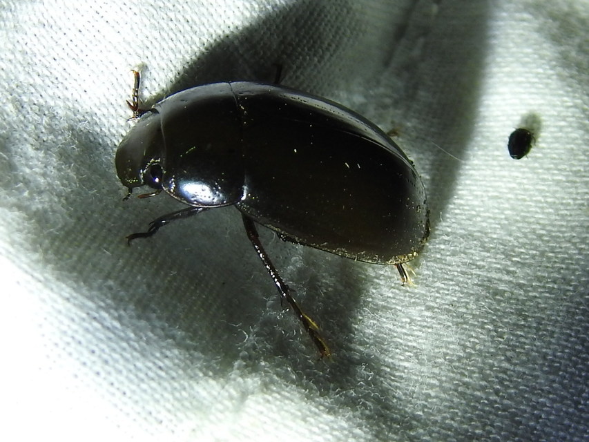 Hydrochara caraboides - kis csibor