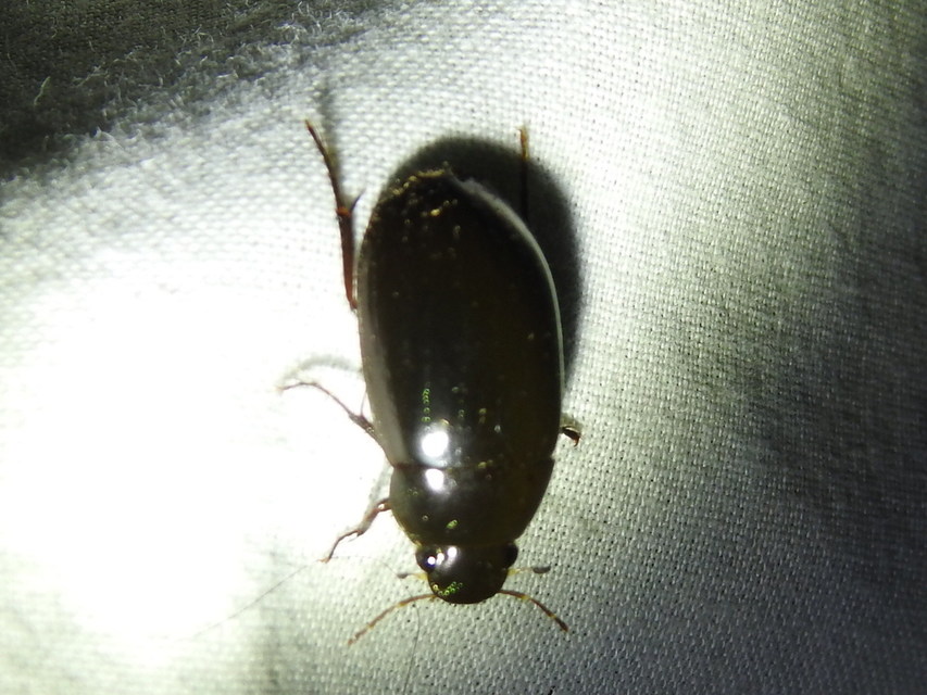 Hydrochara caraboides - kis csibor