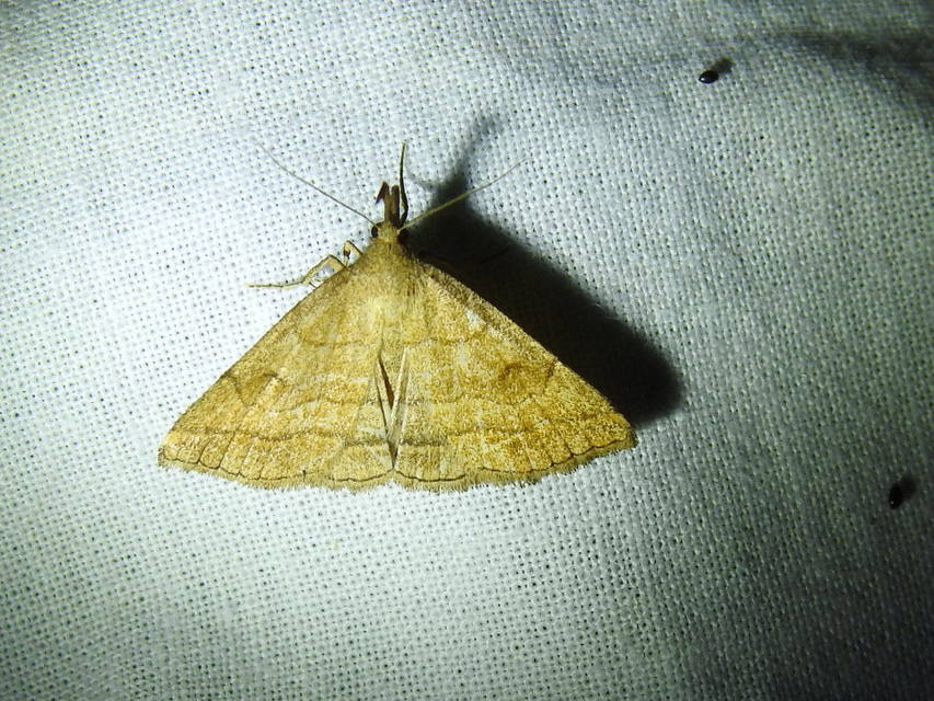 Polypogon gryphalis - láperdei karcsúbagoly