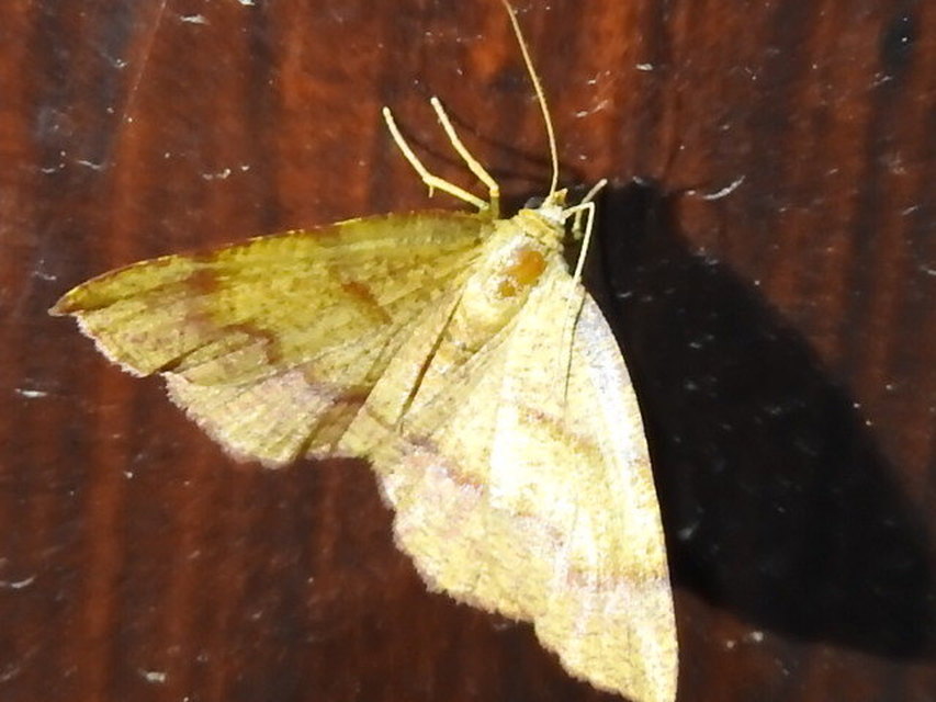Plagodis pulveraria - szemcsés araszoló
