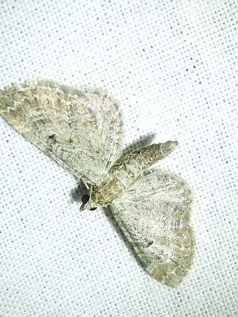 Eupithecia millefoliata - cickafark-törpearaszoló