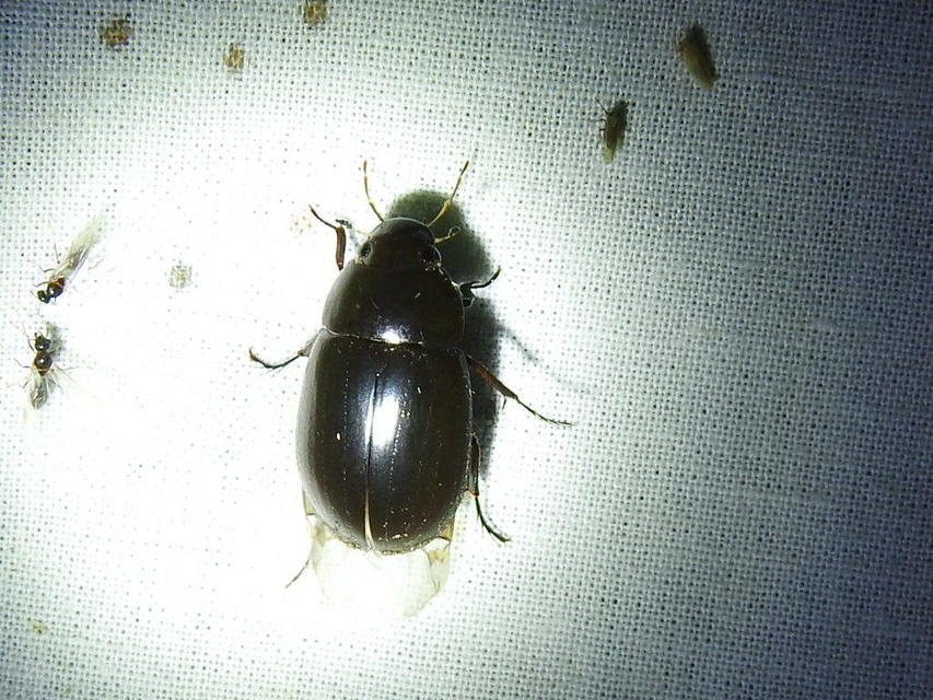 Hydrochara caraboides - kis csibor