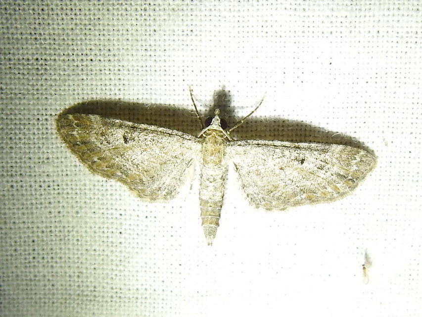 Eupithecia millefoliata - cickafark-törpearaszoló