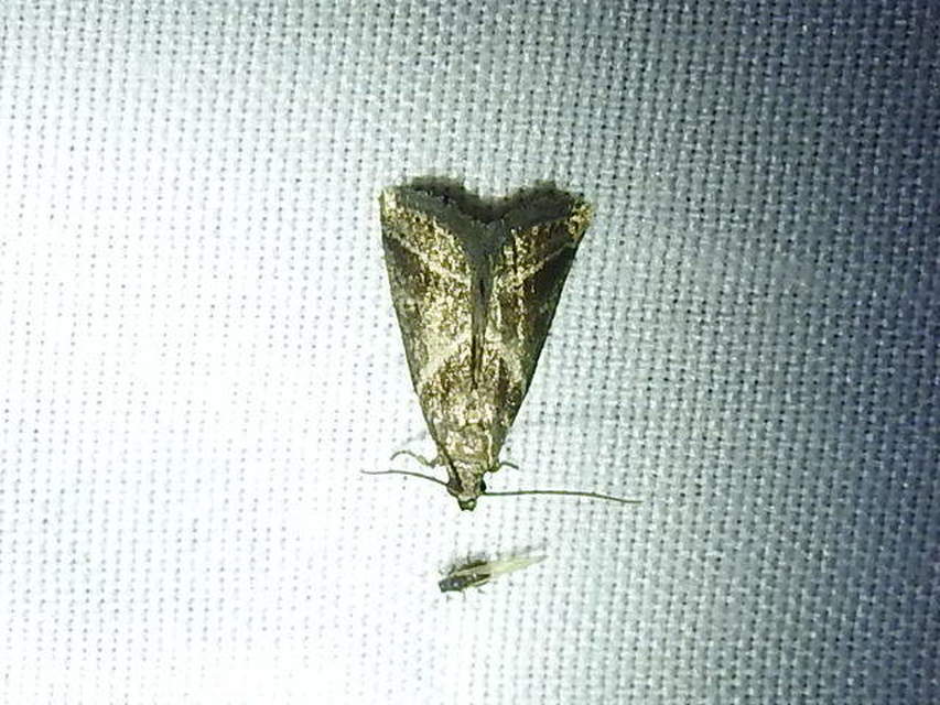 Nyctegretis