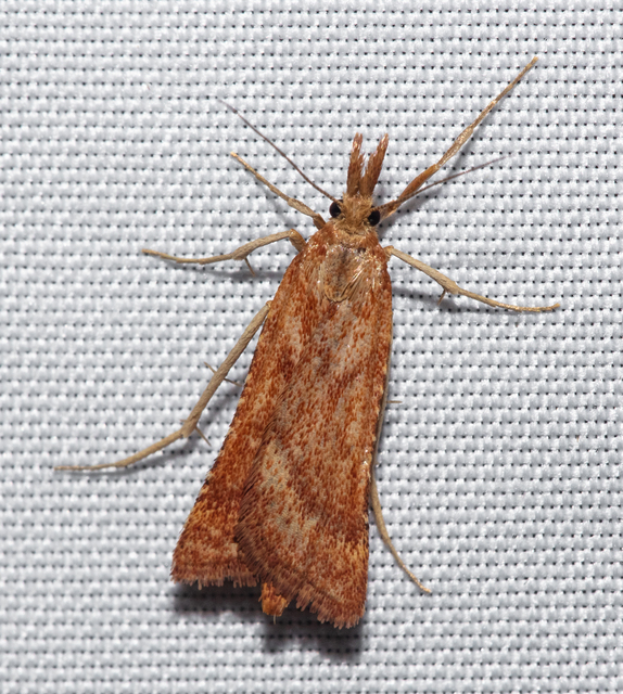Synaphe punctalis - hosszúlábú fényilonca