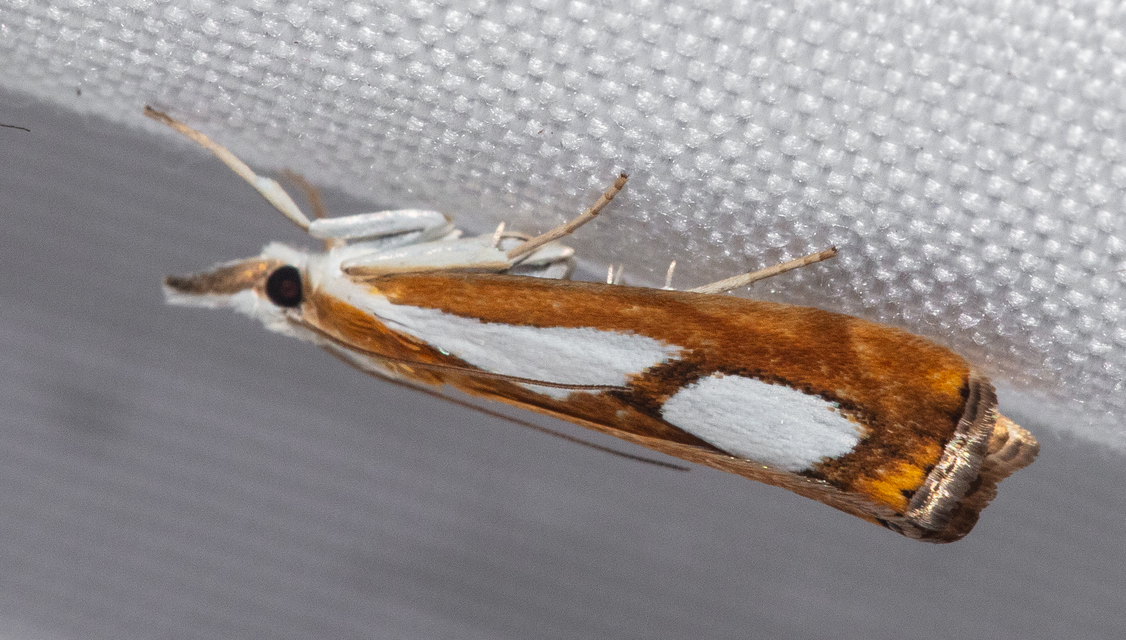 Catoptria pinella - ezüstös fűgyökérmoly