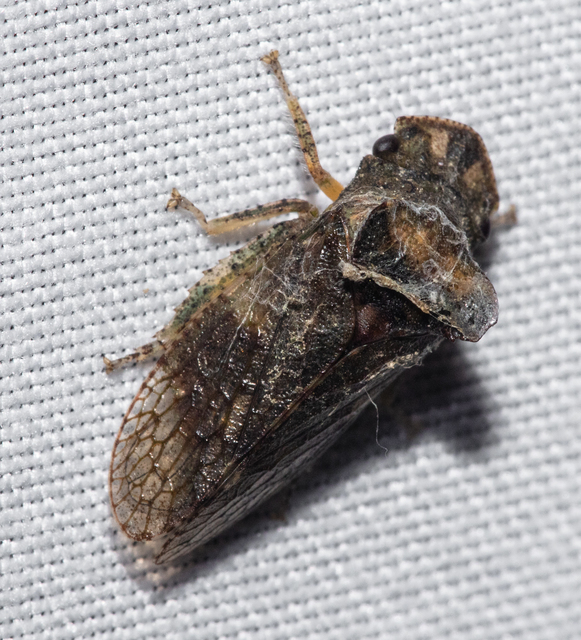 Ledra aurita - füleskabóca