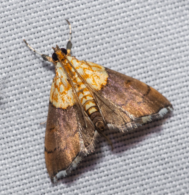 Agrotera nemoralis - ligeti tűzmoly