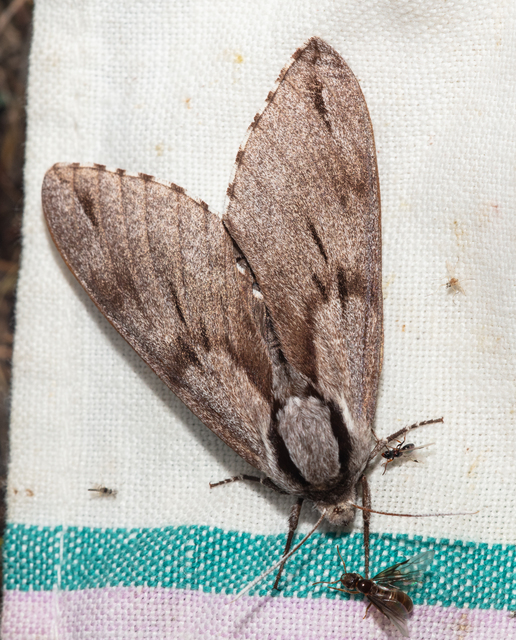Hyloicus pinastri - fenyőszender