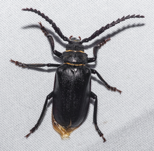 Prionus coriarius - csőszcincér
