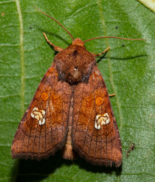 Amphipoea oculea - nagyfoltú lápibagoly