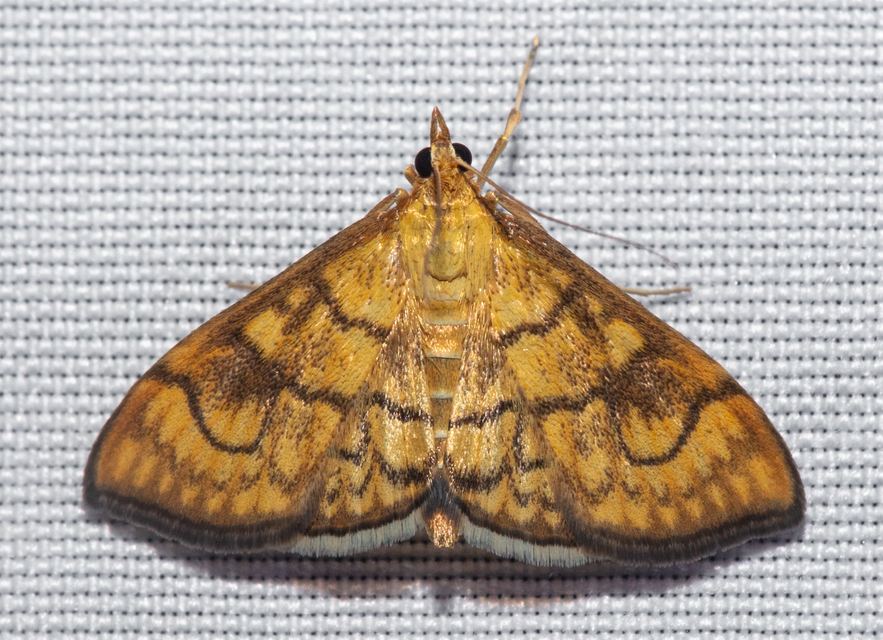 Anania verbascalis - aranyszínű dudvamoly
