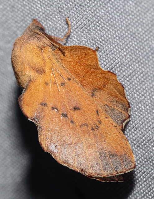 Phyllodesma tremulifolia - nyárlevélpohók