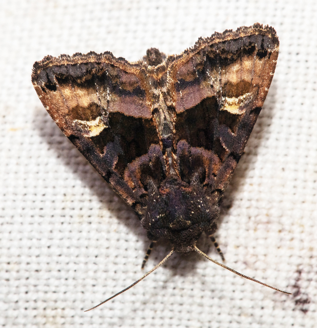 Euplexia lucipara - szeder-csipkésbagoly