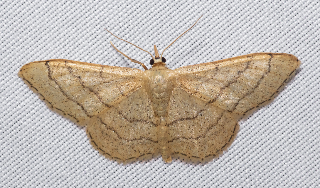 Idaea aversata - nagy sávosaraszoló