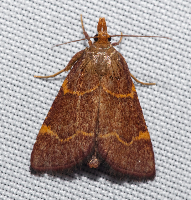 Hypsopygia rubidalis - vörös fényilonca
