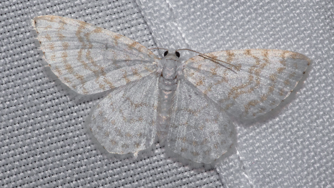 Asthena albulata - gyertyán-fehéraraszoló