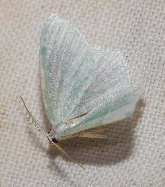 Hemistola chrysoprasaria - kékes zöldaraszoló