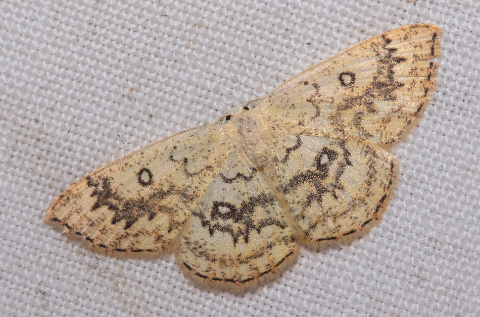 Cyclophora annularia - gyűrűs pettyesaraszoló