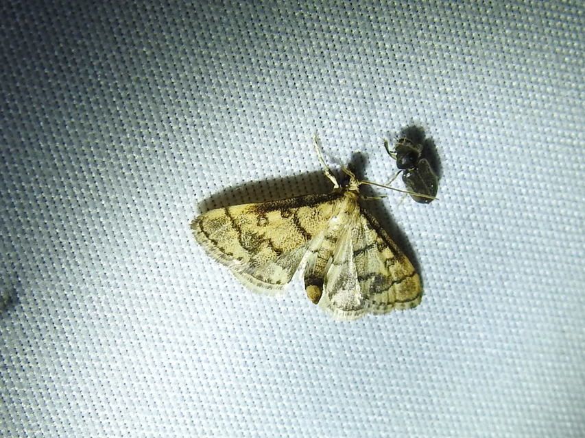 Metasia ophialis - kígyósávos tűzmoly