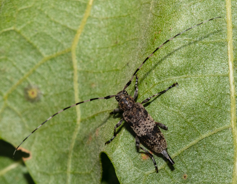 Acanthocinus griseus - szürke daliáscincér