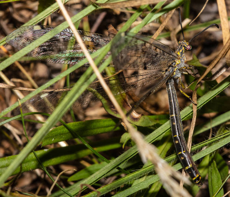 Distoleon tetragrammicus - négyfoltos hangyaleső
