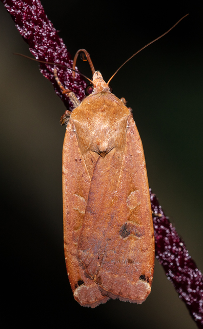 Noctua pronuba - nagy sárgafűbagoly