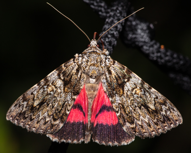 Catocala promissa - kis tölgyfa-övesbagoly