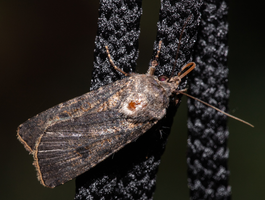 Agrotis segetum - vetési földibagoly