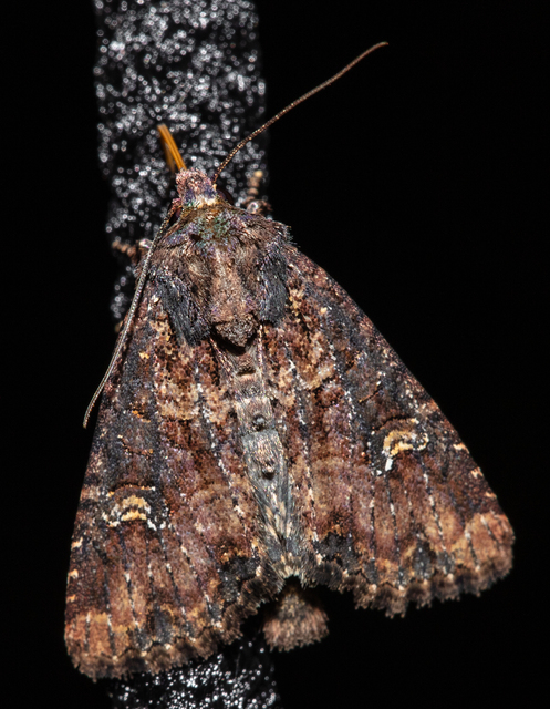 Mesapamea secalella/secalis