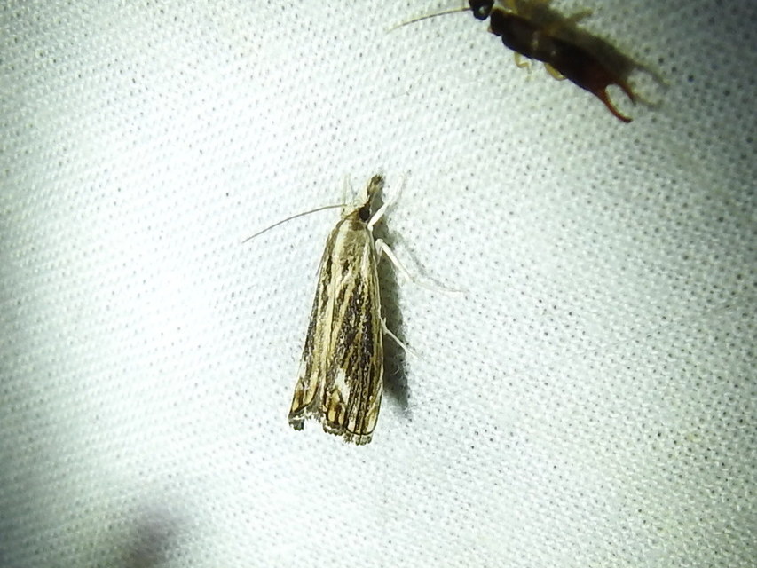 Catoptria verellus - kormos fűgyökérmoly