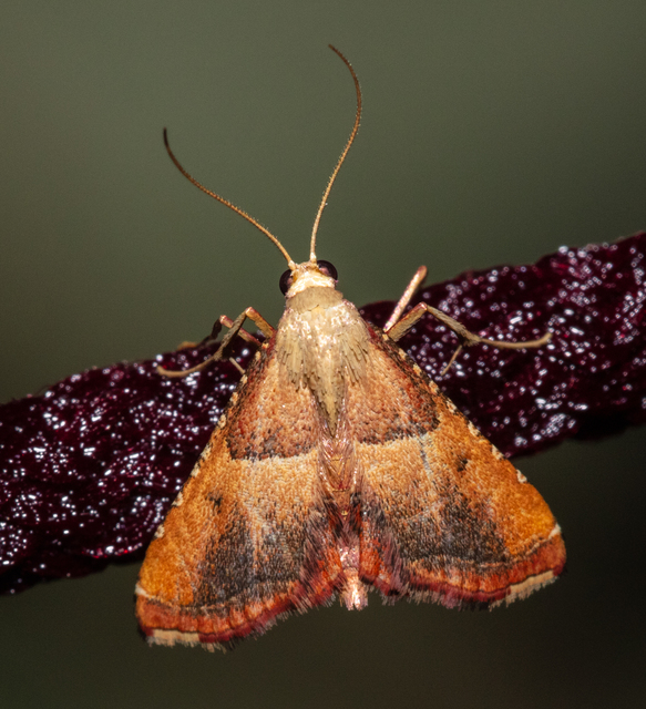 Endotricha flammealis - tüzesszárnyú fényilonca