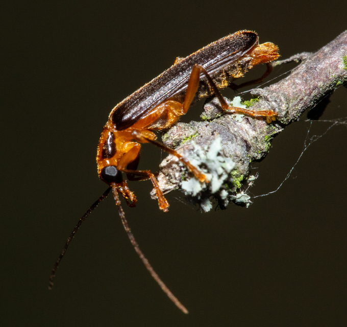 Nacerdes carniolica - karnóliai álcincér