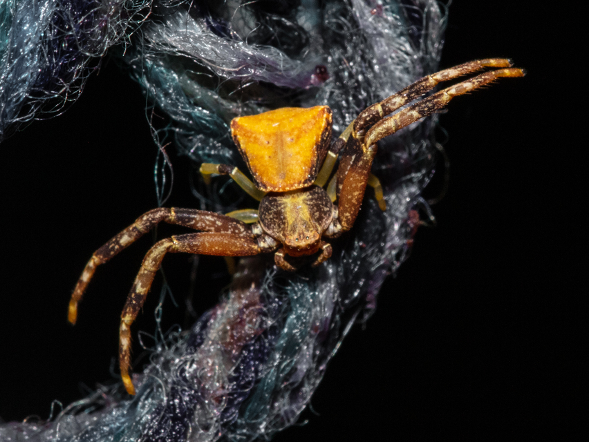 Pistius truncatus - csonka karolópók